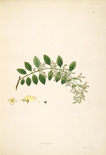 Salvadora persica